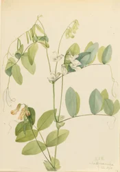 Fehér borsó (Lathyrus ochroleucus)