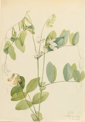 Fehérborsó Lathyrus ochroleucus, 1920.