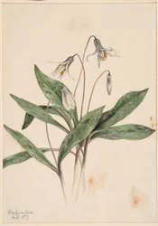 Fehér trutyi (Erythronium albidum)