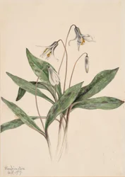 Fehér Troutlily Erythronium albidum, 1919.