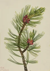 Fehérbárka fenyő (Pinus albicaulis)
