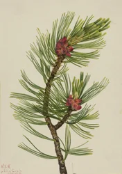 Fehérkéreg fenyő Pinus albicaulis, 1924.