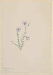 Vad len (Linum lewisii)