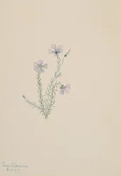 Linum lewisii vadlen, 1919