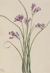 Vad jácint (Brodiaea pulchella)
