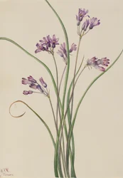 Vad jácint Brodiaea pulchella, 1927