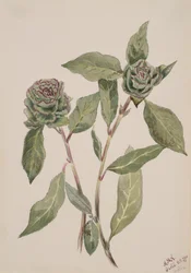 Willow Salix, 1900.