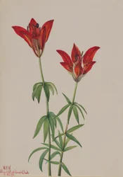 Erdei liliom (Lilium philadelphicum)