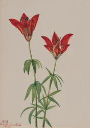 Erdei liliom Lilium philadelphicum, 1932.