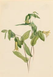 Erdei vadalma (Uvularia perfoliata)