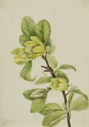 Sárga uborkafa (Magnolia cordata)