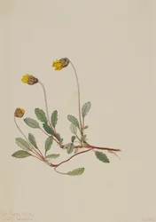 Sárga Dryad Dryas drummondii, 1904.