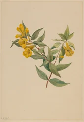 Sárga jessamin (Gelsemium sempervirens)