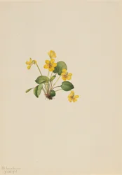 Sárga ibolya Viola orbiculata, 1916.