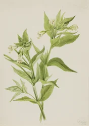 Sárga fűzfűz (Epilobium lutem)