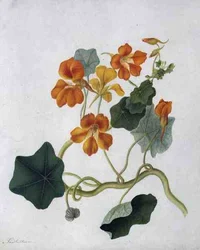 Tropaeolum (akvarell és gouache, ceruza, pergamen)