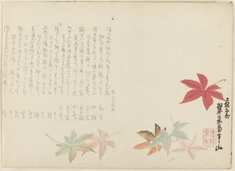 Japán juhar