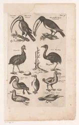 Toekans en andere vogels A madarak természetrajza, 6. könyv, J. Jonston (sorozat címe)