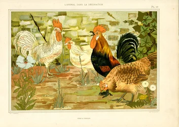 Csirkék és kakasok naturalista ábrázolása (litográfia)