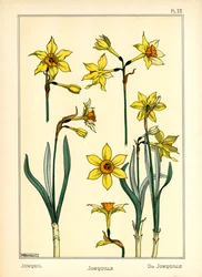 A Jonquil (színes litó)