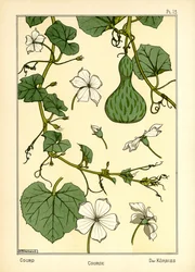 A sütőtök (színes litó)