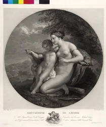 Ámor nevelése