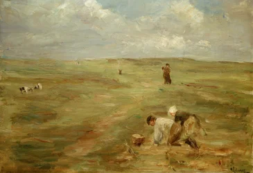 Burgonyaásók Zandvoort dűnéiben