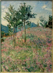 Hegyi táj phacelia mezővel