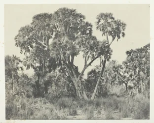 Pálmafák Doums, Felső-Egyiptom, 184951, nyomtatva 1852.