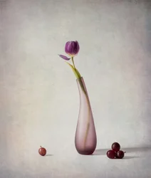 Lila tulipán csendélet