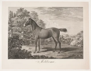 Hesten "Melilcoma"
