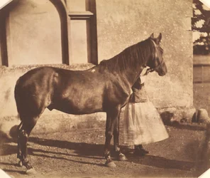 Szultán, 1850-es évek közepe.