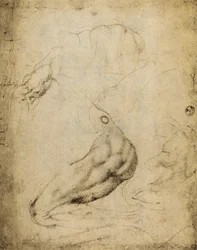 Anatómiai tanulmány: Michelangelo rajza, amelyet a Firenzei Uffizi Galéria Rajzok és Nyomtatványok termében őriznek.