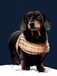 Arthur The Dachshund on Midnight Blue, 2020   1421645   hu       hungarian Successfully Translated  Original: Bullfights: A Horse Thrown by the Bull Translat: Bullfights: A Horse Thrown by the Bull 1275016 hu hungarian Successfully Translated Original: Por