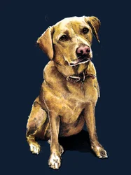 Daisy The Labrador a Midnight Blue-n, 2020