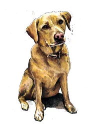 Daisy, a labrador fehéren, 2020
