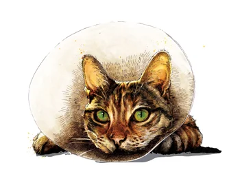 Get Well Cat on White, 2020