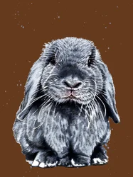 Gray One The Bunny a Burnt Orange-on, 2020