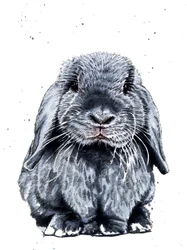 Gray One The Bunny on White, 2019