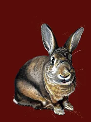 Meg The Bunny a Red Oxide-on, 2020