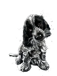 Rosie, a cocker spániel fehéren, 2019