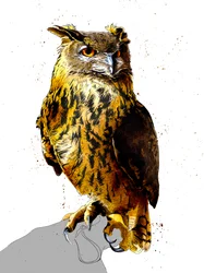 Sasbagoly fehéren, 2019