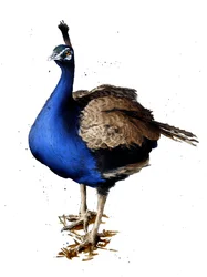 A páva fehéren, 2019