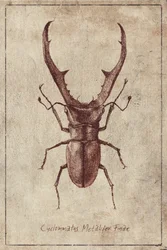 Régi Beetle-illusztráció