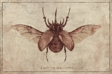 Eupatorus Gracilicornis másolat
