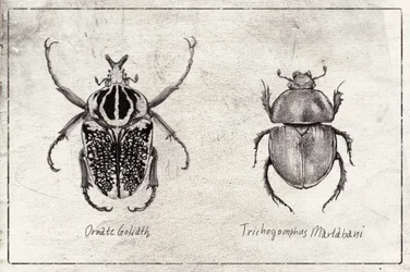 Díszes óriásszitakötő (Trichogomphus martabani)