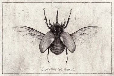 Egy Eupatorus gracilicornis bogár ceruzarajza