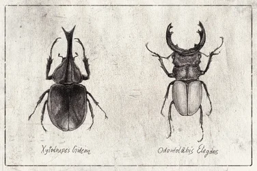 Xylotrupes gideon, Odontolabis elegans