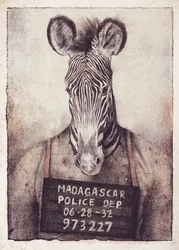 A zebra-fotó rejtélye