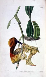 Orchidea: Ridgway által kiadott Laelia autumnalis.